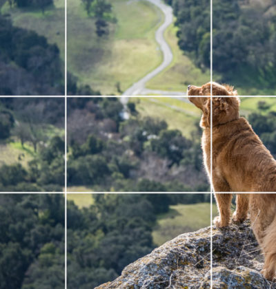 rule-of-thirds-dog